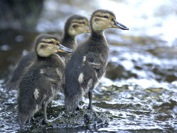Tavi, Common Teal, Anas crecca